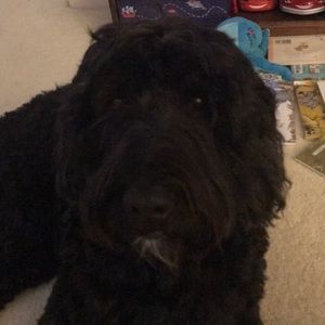 Meet your Posher, Chadwick